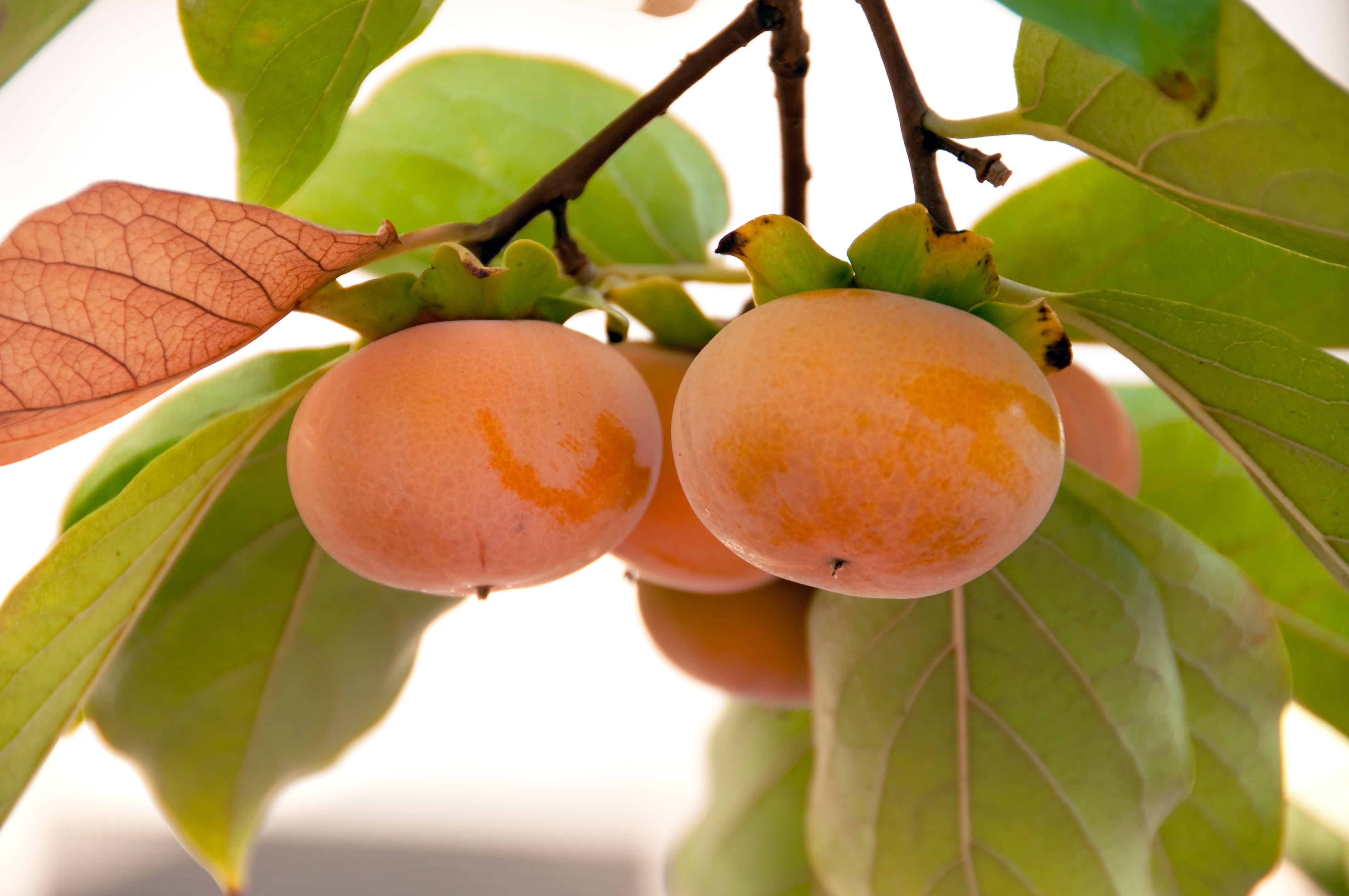 4-5ft Fuyu Persimmon - Edible Fruit - Heat Tolerant