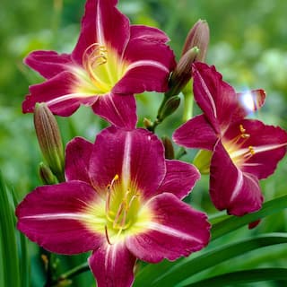 VAN ZYVERDEN Purple Daylily Re-Blooming d'Oro Roots (3-Pack) 83492