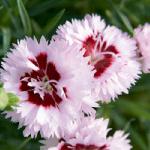 Raspberry Surprise Dianthus (2.5 Quart) Flowering Perennial features Pink Blooms with Burgundy Centers - Full Sun to Part Shade Live Outdoor Plant - Southern Living Plant Collection