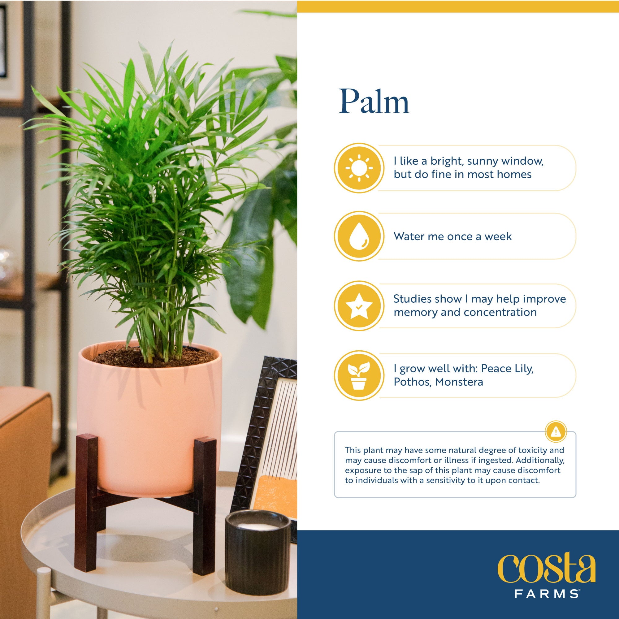 Costa Farms Plants with Benefits Live Indoor 15in. Tall Green Sago Palm Tree; Bright， Indirect Sunlight Plant in 6in. Ceramic Planter