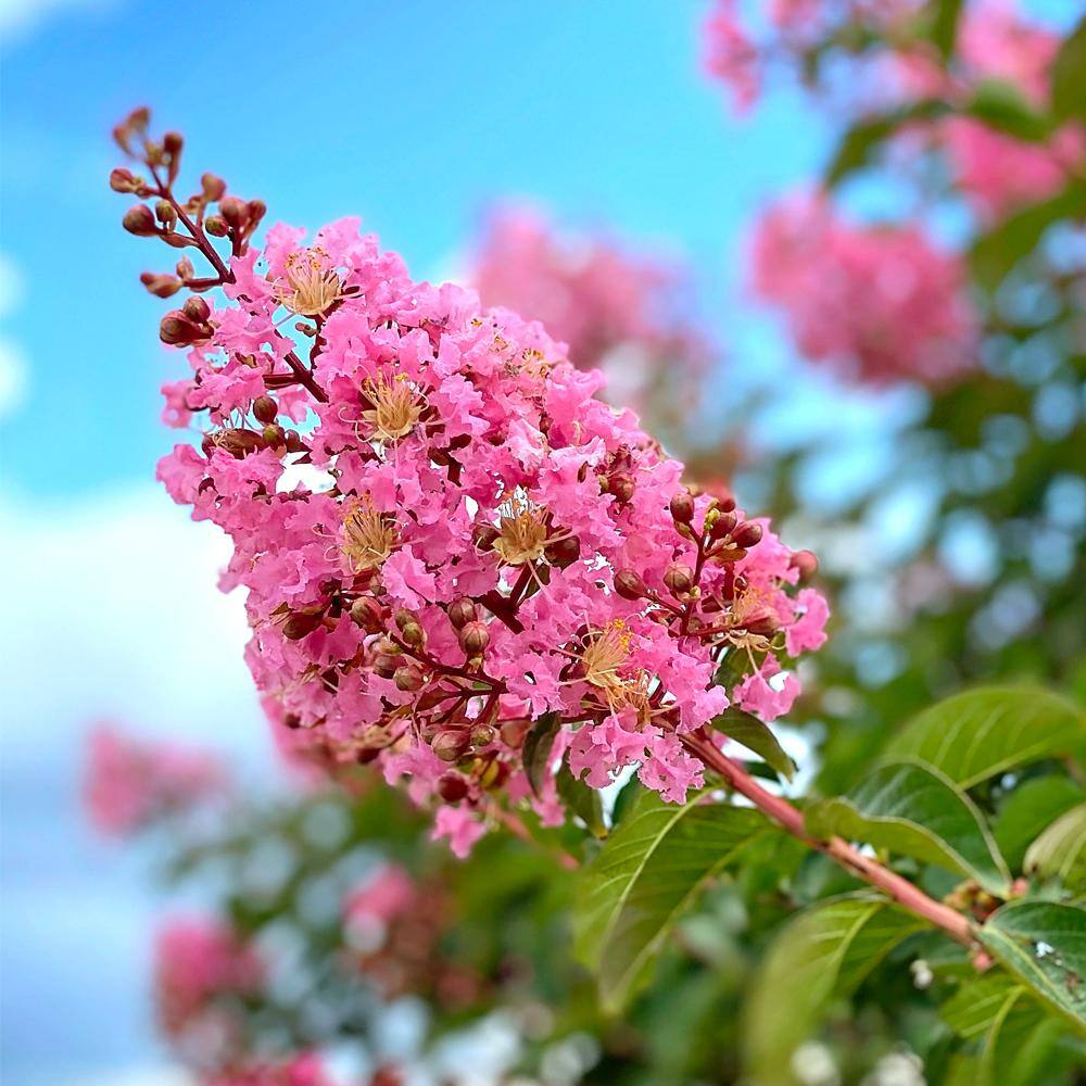 7 Gal. Sioux Crape Myrtle Tree CRMSIO07G