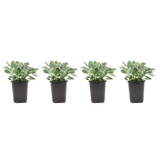 Pure Beauty Farms 1.38-Pint Dusty Miller Silver Dust in 4.5 in. Grower's Pot (4-Pack) DC45DUSTY4