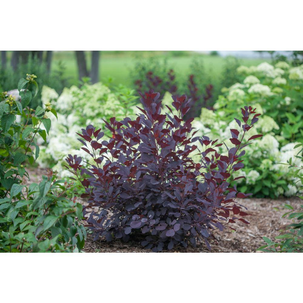 PROVEN WINNERS 1 Gal. Winecraft Black Smokebush (Cotinus) Live Shrub Rich Purple to Orange Foliage COTPRC1026101