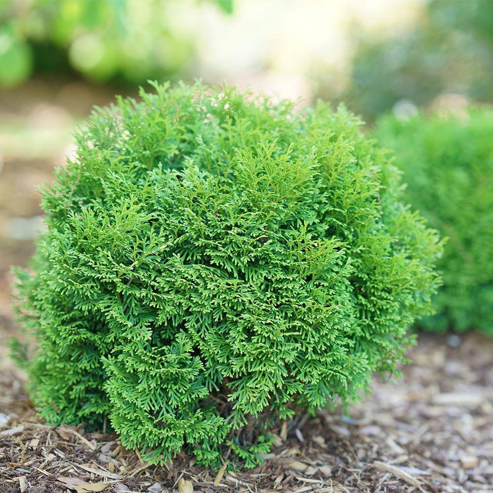 PROVEN WINNERS 2 Gal. Arborvitae Tater Tot Evergreen Shrub 18196