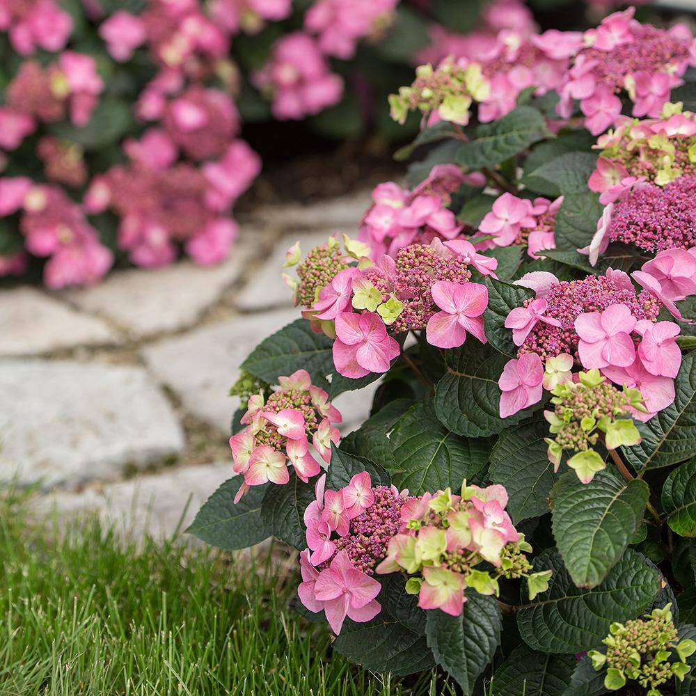 Endless Summer 2 Gal. Pop Star Reblooming Hydrangea Flowering Shrub with Electric Blue or Pink Lacecap Flowers 17206