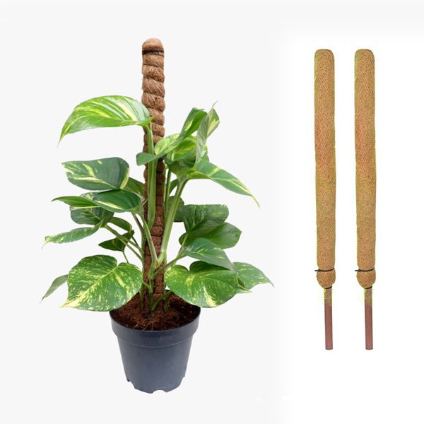 3ft Coir Pole (set of 2)