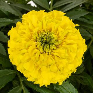 METROLINA GREENHOUSES 2 Qt. Yellow Marigold Annual Plant (3-Pack) 4970