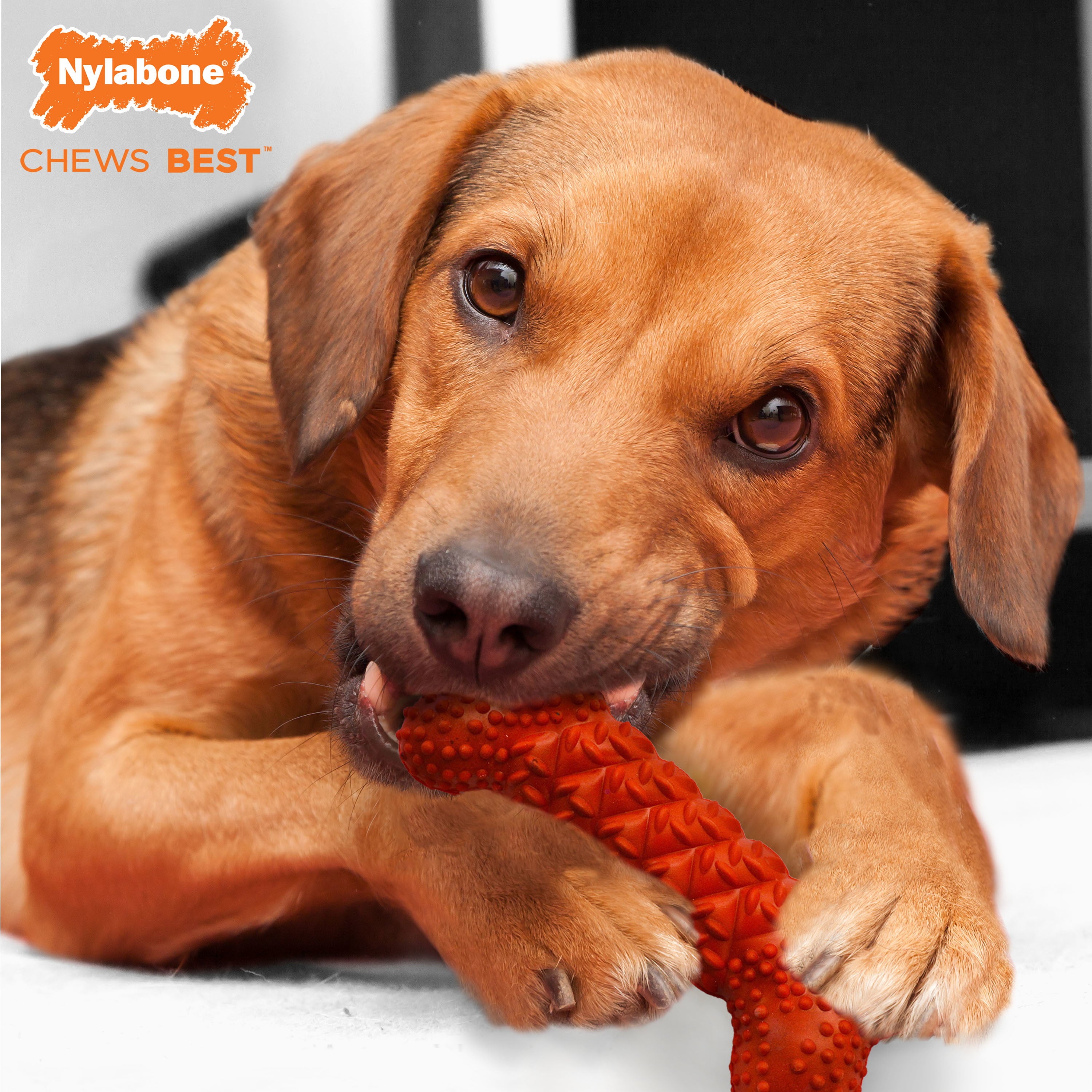 Nylabone Daily Dental Rubber Braid Bone for Dogs - Up to 35 lbs.