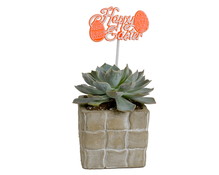 H  P Sales Happy Easter Succulent in Woven Cement  - 11478