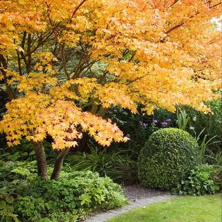 7 gal. Sango Kaku Japanese Maple Tree MAPJSA07G