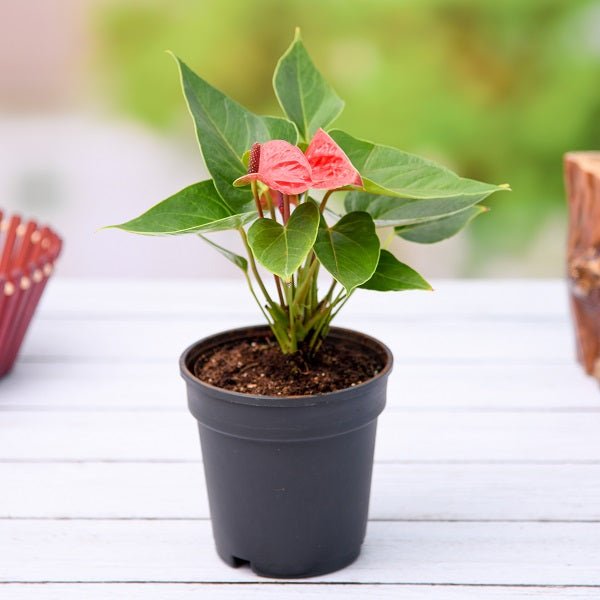 Anthurium (Any Color) - Plant