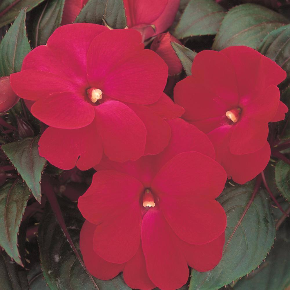 SunPatiens 1 Qt. Compact Royal Magenta SunPatiens Impatiens Outdoor Annual Plant with Purple Flowers 71474