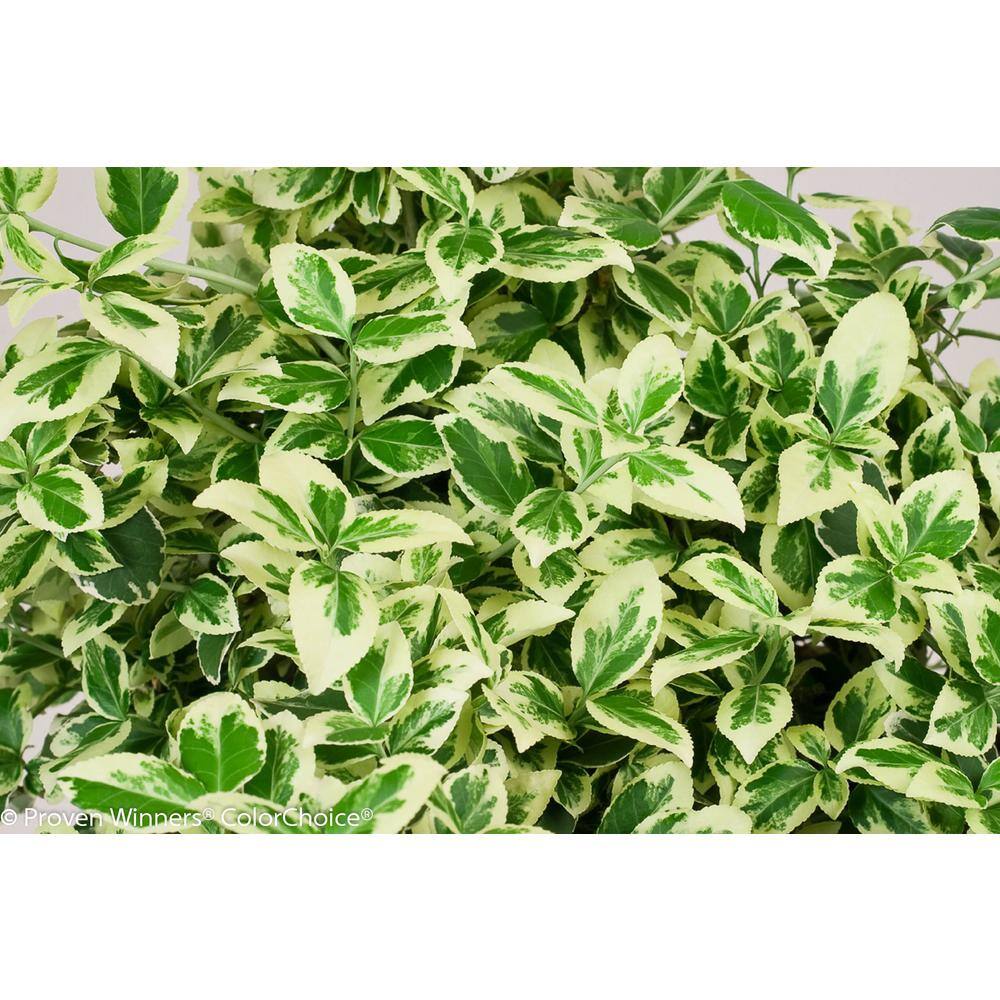 PROVEN WINNERS 1 Gal. White Album Wintercreeper (Euonymus) Live Shrub Green and White Foliage EUOPRC1036101