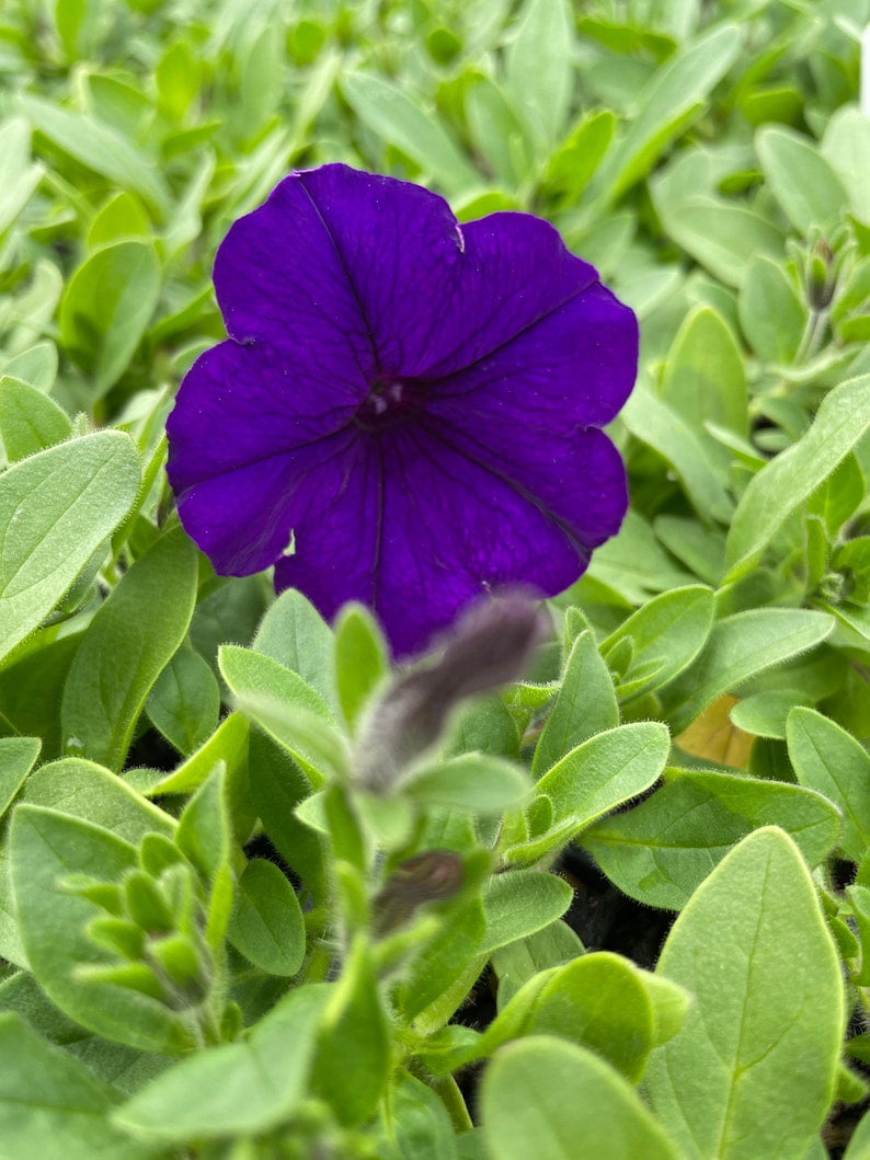 3 Wave Petunias， Blue 3.5