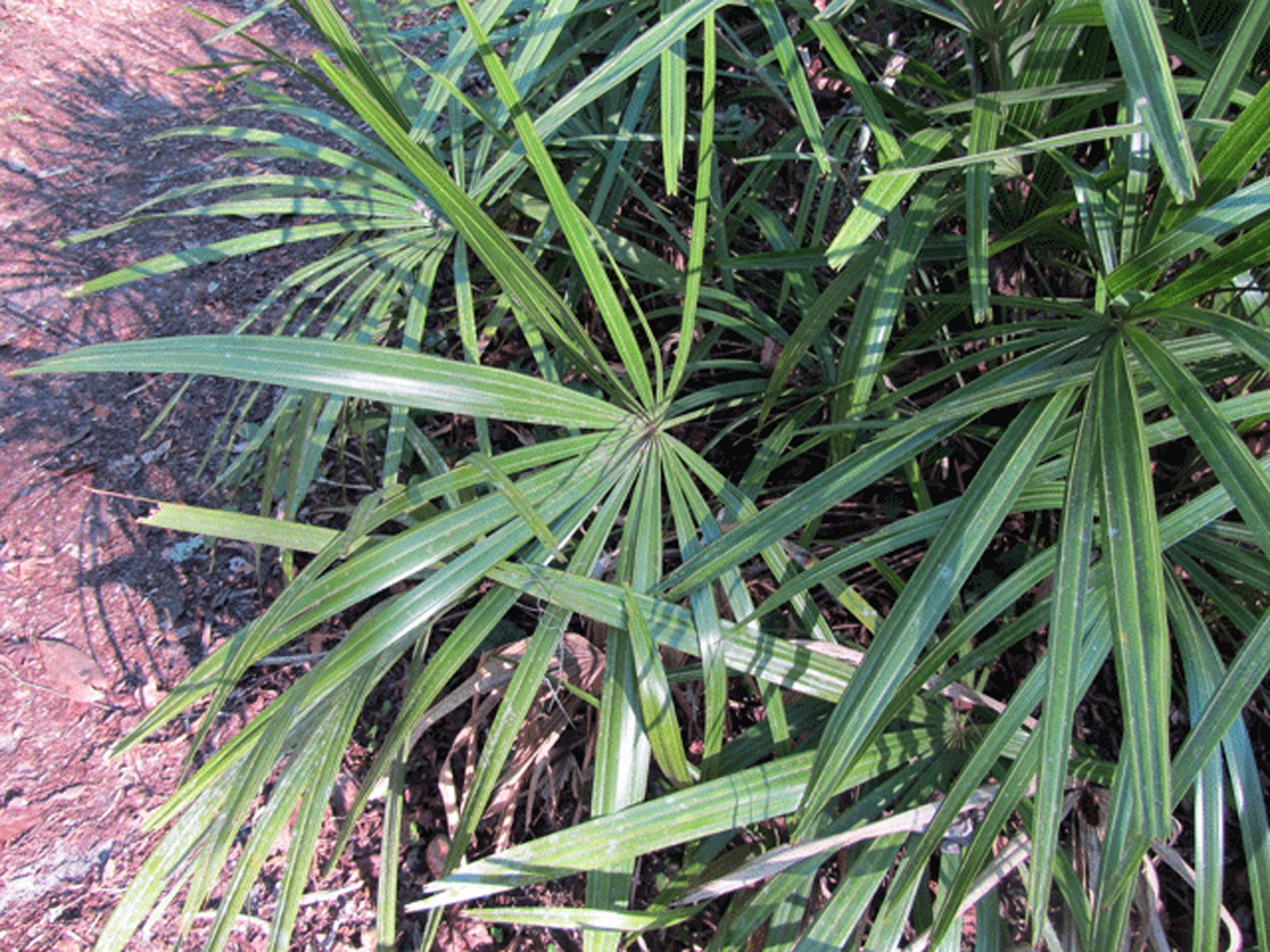 Needle Palm - Live Plant in a 10 inch Growers Pot - Rhapidophyllum Hystrix - Rare Ornamental Palms from Florida