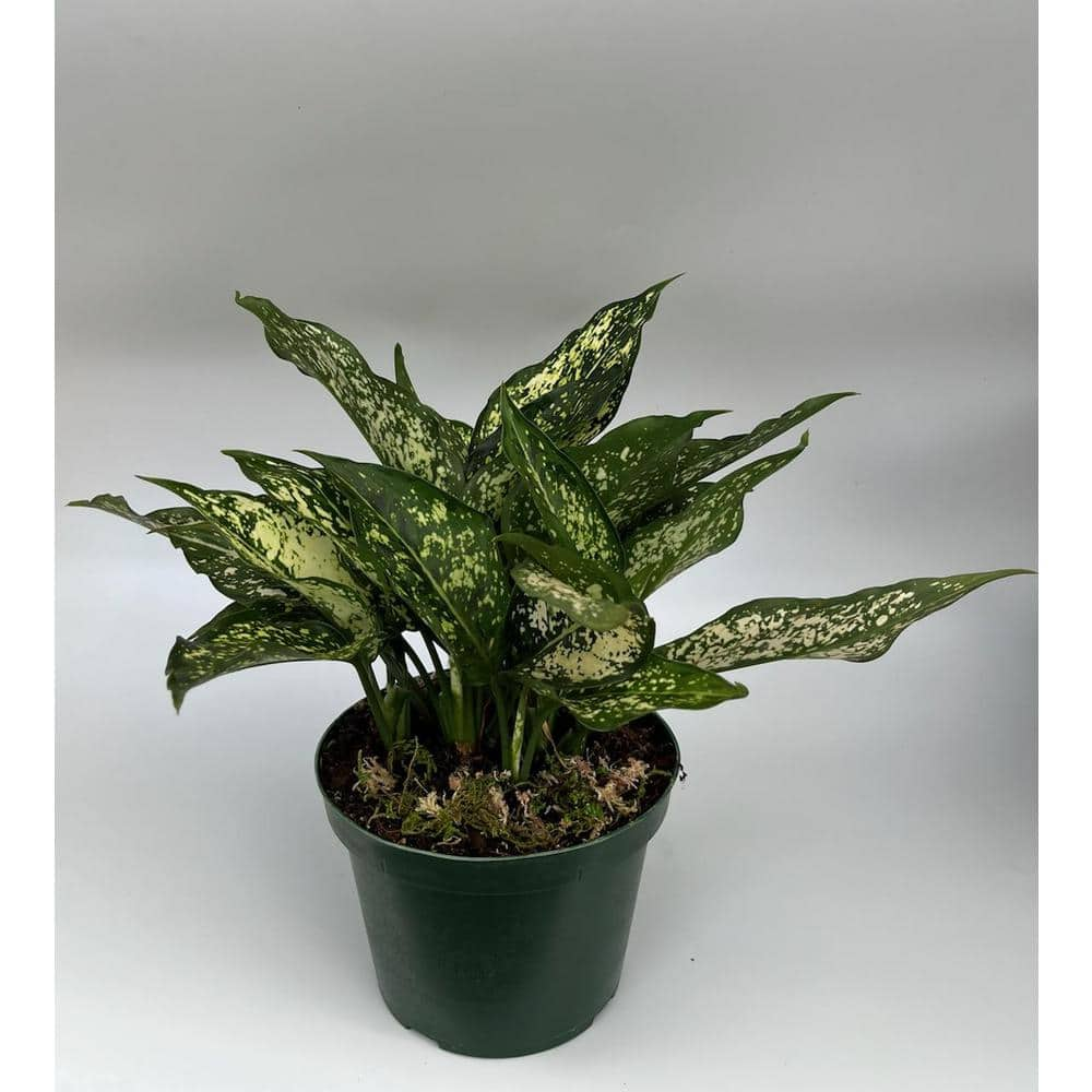 EverGrace 6 in. Aglaonema Snow White Plant in Grower Pot AgloSnWht