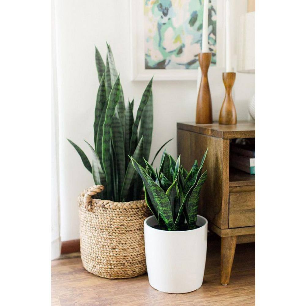 BELL NURSERY 2 Gal. Snake Plant (Sansevieria) Live Tropical Indoor House Plant in 10 in. Nursery Pot SANSE10VAR1PK