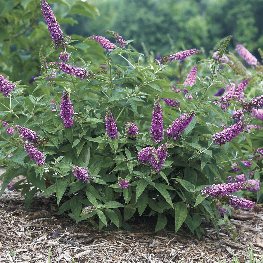 Buddleia