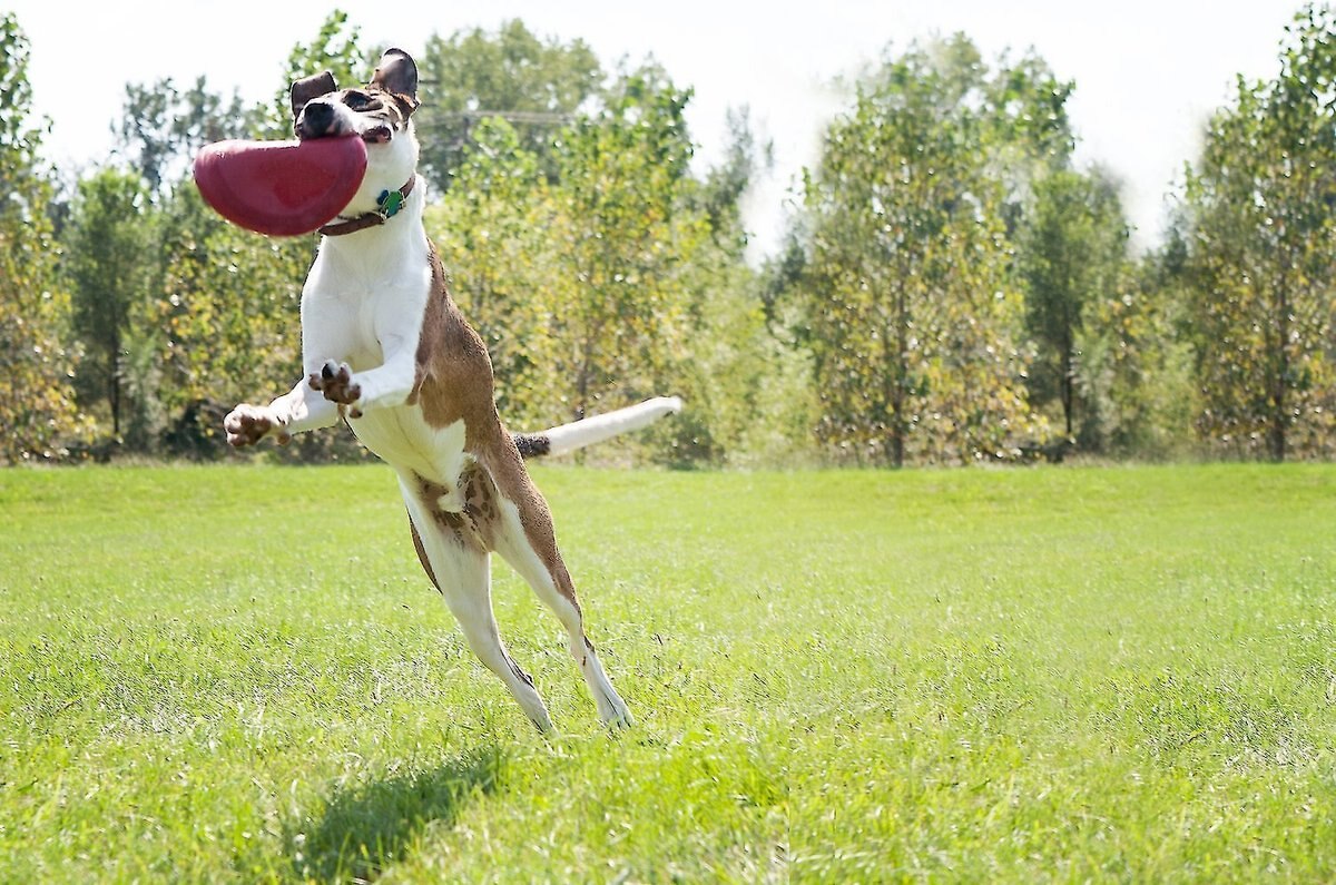 KONG Classic Flyer Dog Toy