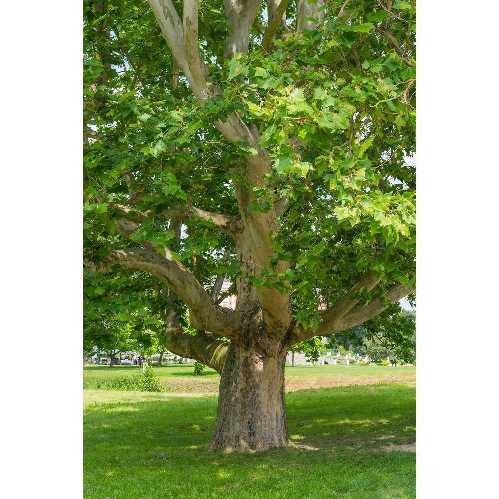 Online Orchards 3 ft. Bloodgood London Plane Tree with Fast Growth and Large Beautiful Form SHLP001