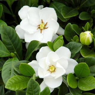 national PLANT NETWORK 2.5 qt. Gardenia Buttons Flowering Shrub with White Flowers HD1101