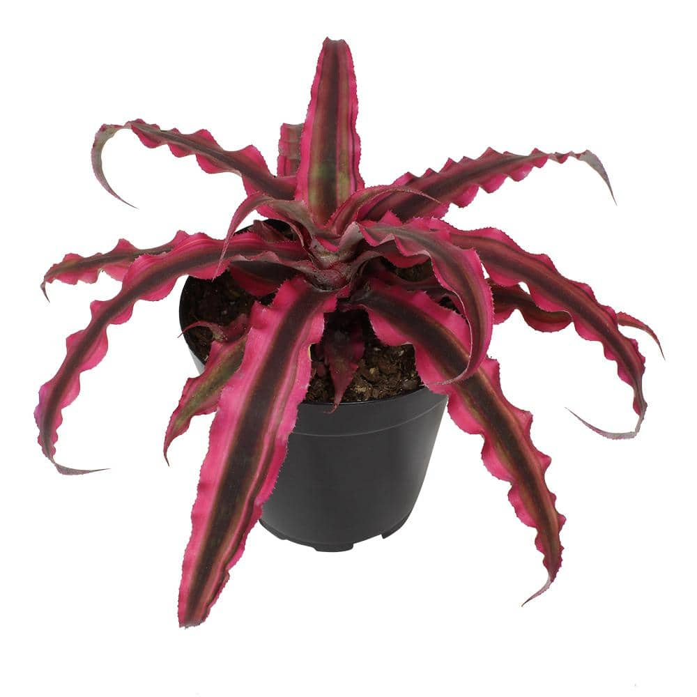 SMART PLANET 9 cm Cryptanthus Bivittatus Pink 0872357