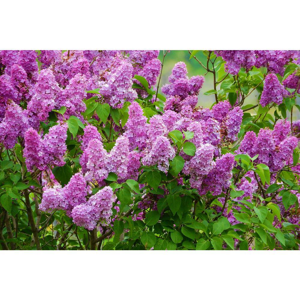 Online Orchards 18 in. - 36 in. Tall Bare-Root Royal Purple Lilac Shrub FLLI001