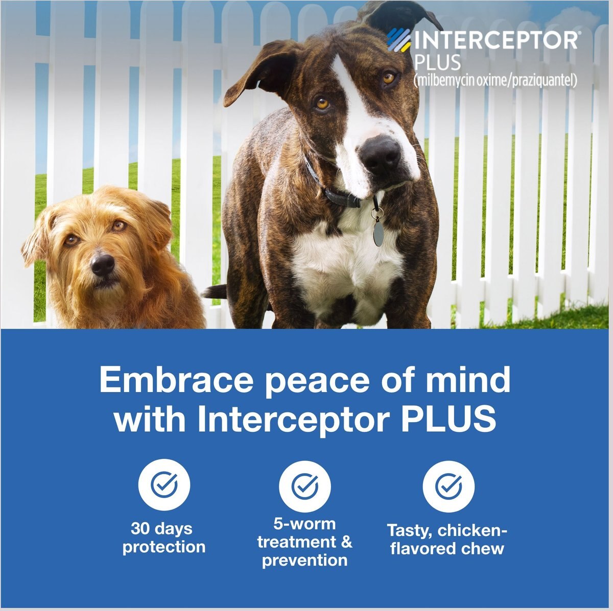 Interceptor Plus Chew for Dogs， 50.1-100 lbs， (Blue Box)