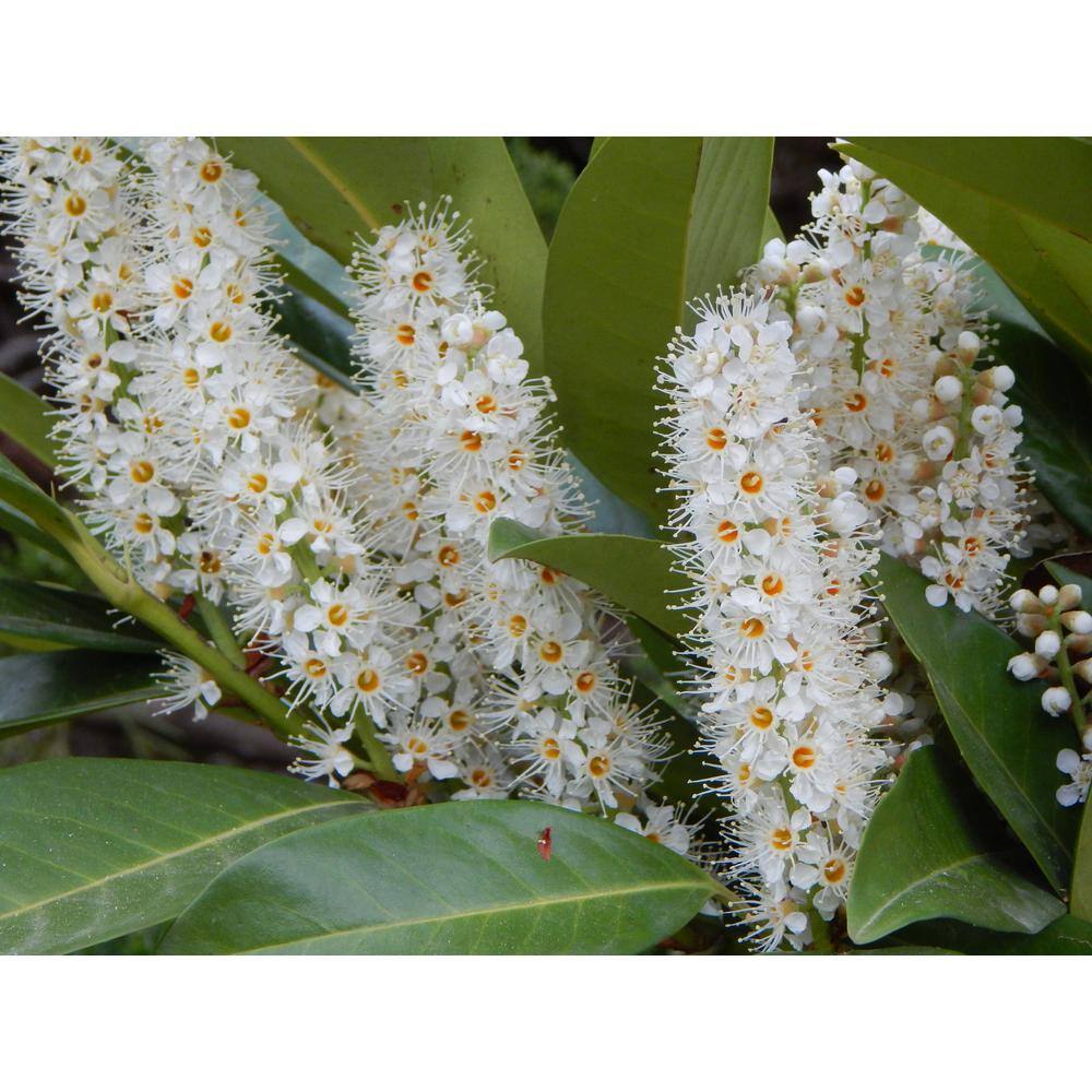 Online Orchards 1 Gal. Skip Hedge Laurel with Fast Growing Drought-Tolerant Evergreen Foliage SBCL003