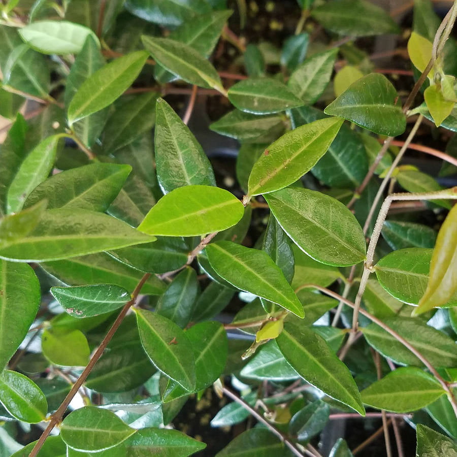 Asiatic Jasmine - 54 Pack (3.25 In. Pots) Evergreen Groundcover Vine - Full Sun Live Outdoor Plant