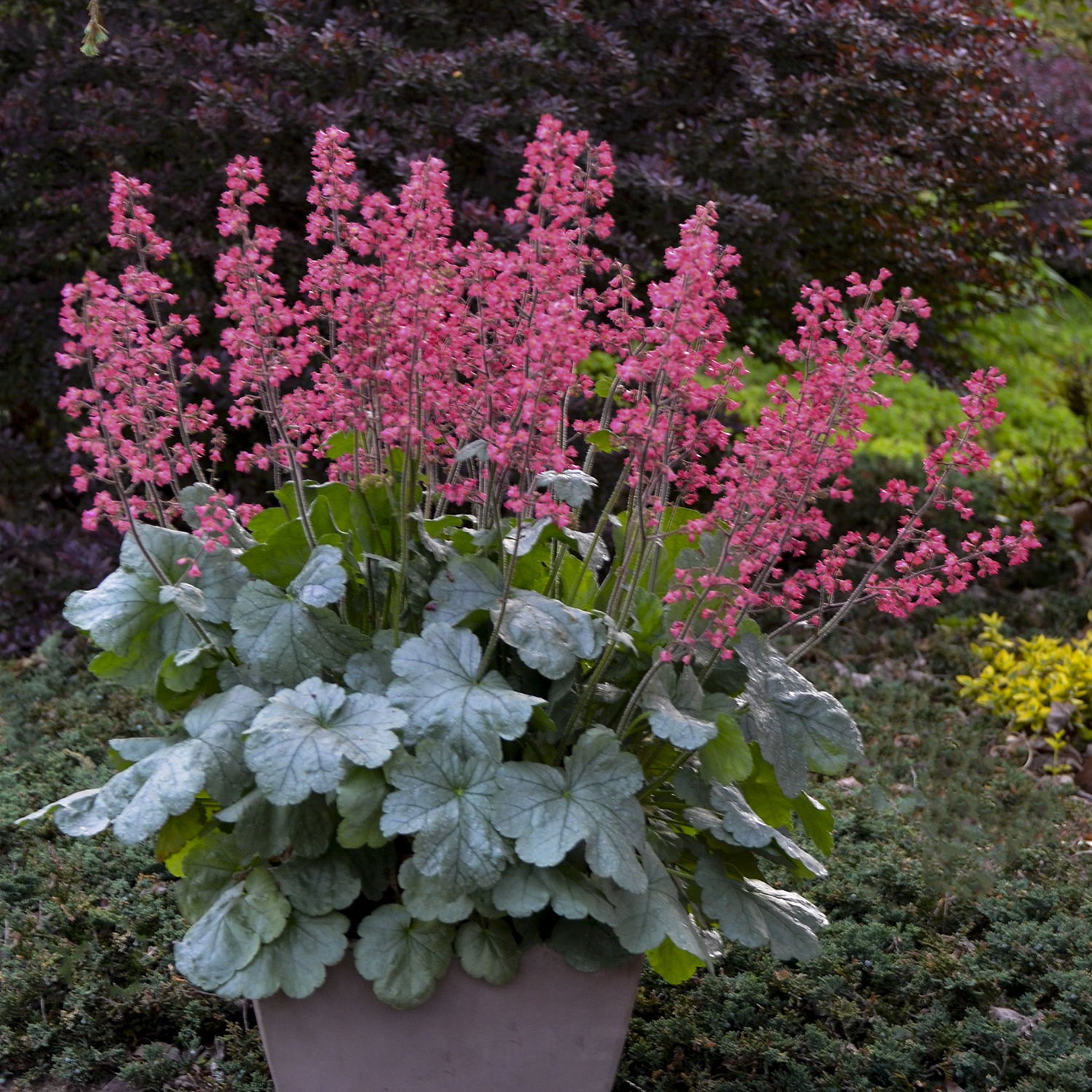 4.5 in. Quart Dolce Spearmint Coral Bells (Heuchera) Live Plant， Pink Flowers and Silvery Green Foliage