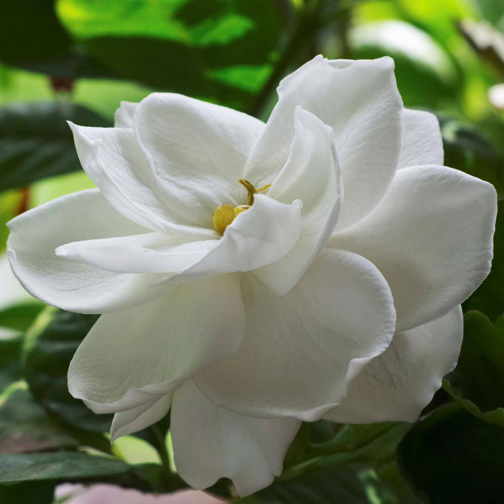 national PLANT NETWORK 2.25 Gal. White Blooms Radicans Gardenia Plant HD7492