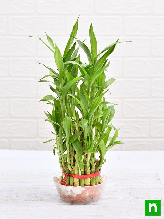 3 Layer Lucky Bamboo Plant in a Bowl with Pebbles