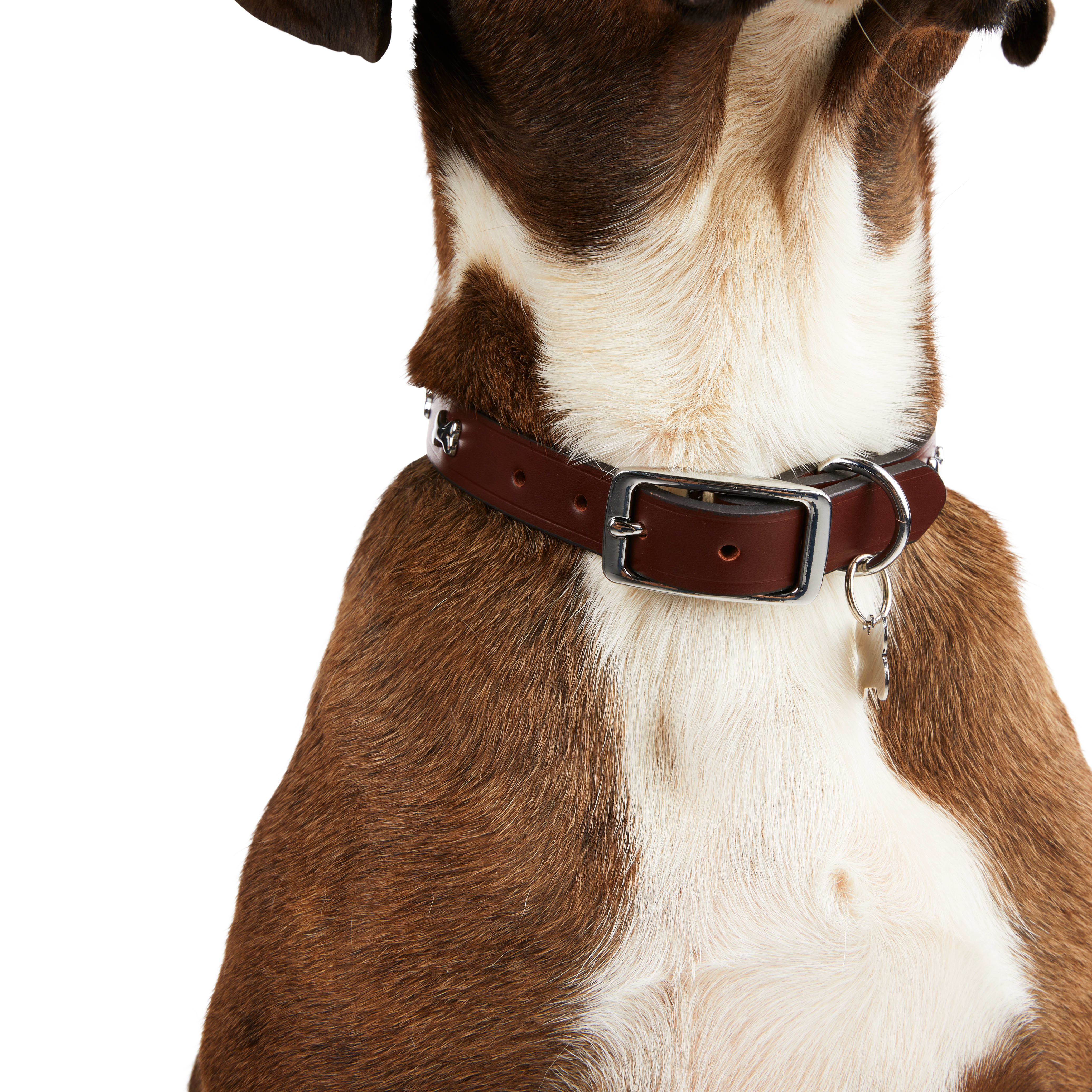 YOULY The Rebel Brown Leather Bone Stud Dog Collar， Medium