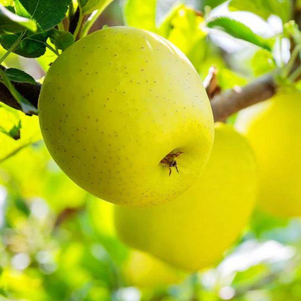 5 gal. Yellow Delicious Apple Tree APPYLD05G