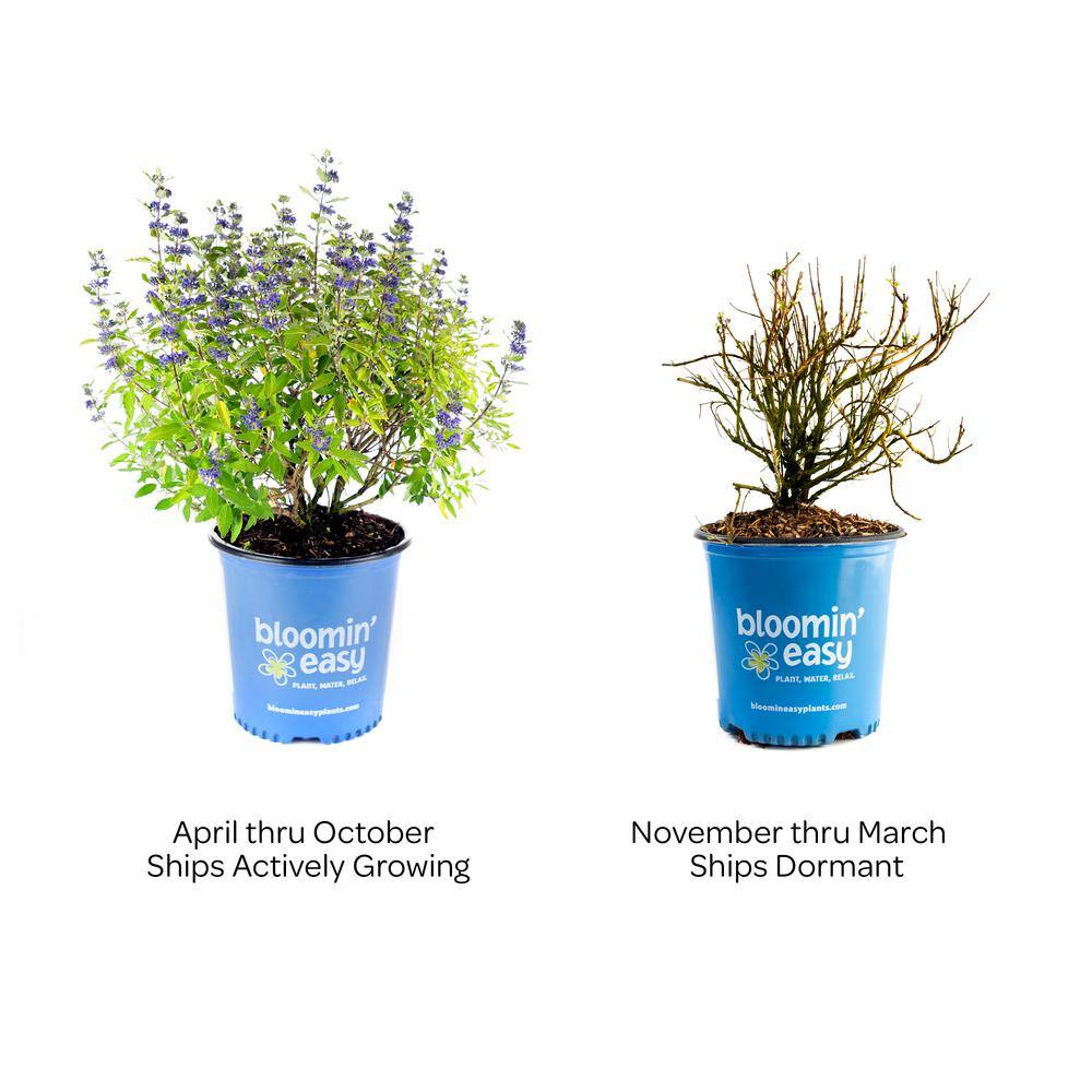 BLOOMIN' EASY 2 Gal. Beekeeper Bluebeard (Caryopteris) Live Shrub Blue Flowers DGCY4893