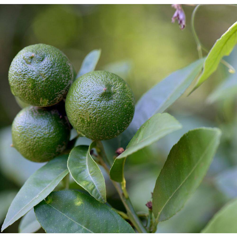 Alder  Oak 3 Gal. Bearss Lime Semi-Dwarf Evergreen Tree CIBI03