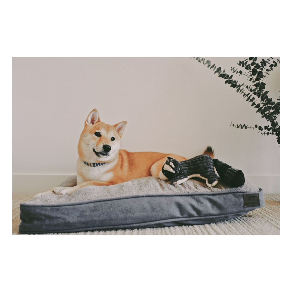 Tall Tails Dream Chaser Cushion Dog Bed