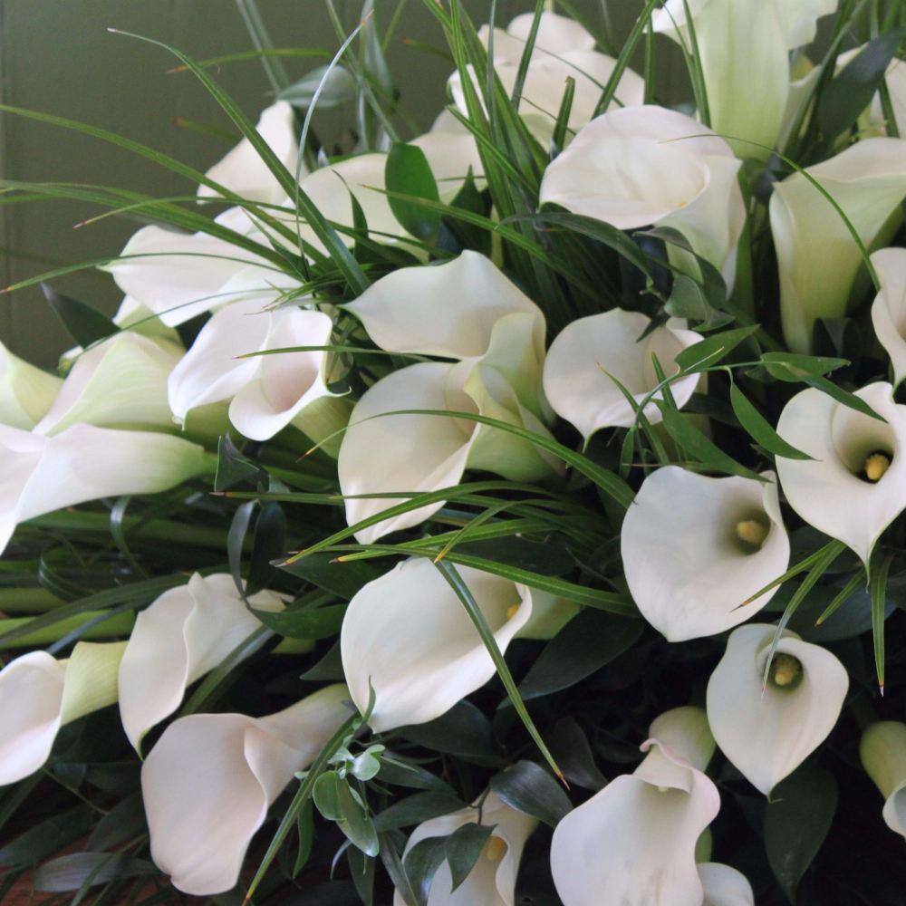 Pure Beauty Farms 3.20 qt. Calla Lily Plant in 7.5 in. Deco Pot BOPIS4533