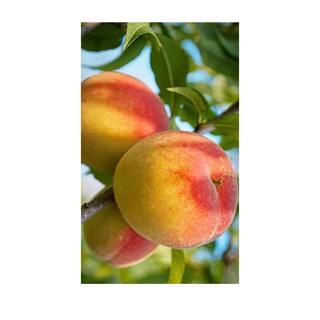Southern Living 7 Gal. Belle of Georgia Peach Tree PCHBEL07G