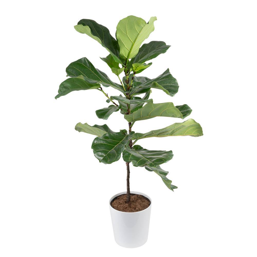 Costa Farms Fiddle Leaf Fig Indoor Plant in 10 in. White Decor Planter Average Shipping Height 3-4 ft. Tall CO.FL11.3.CYL