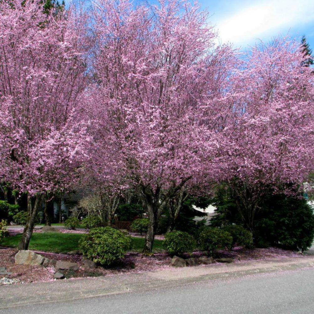 5 Gal. KV Plum Flowering Deciduous Tree with Pink Flowers PLFKVP05G