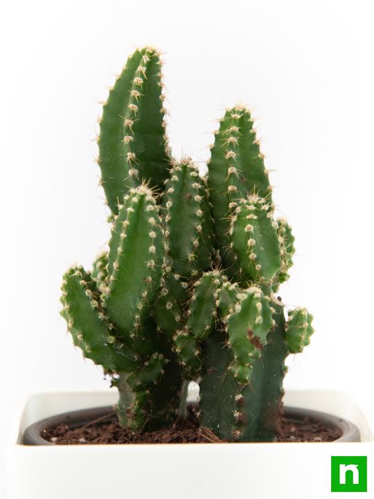 Acanthocereus tetragonus - Cactus Plant