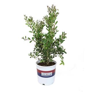 ALTMAN PLANTS Lone Star Growers 8 Qt. Bottlebrush Shrub (Callistemon Neon Pink Bottle Pop) Pink Blooms 0872603