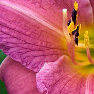 Classy Groundcovers - Hemerocallis 'Purple de Oro'  {25 Bare Root Plants}