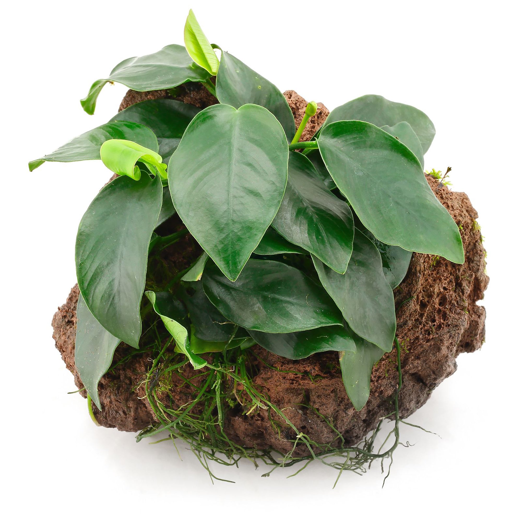 Anubias Barteri (Nana) Bare Root Small Live Aquarium Plants BUY2 GET1 FREE