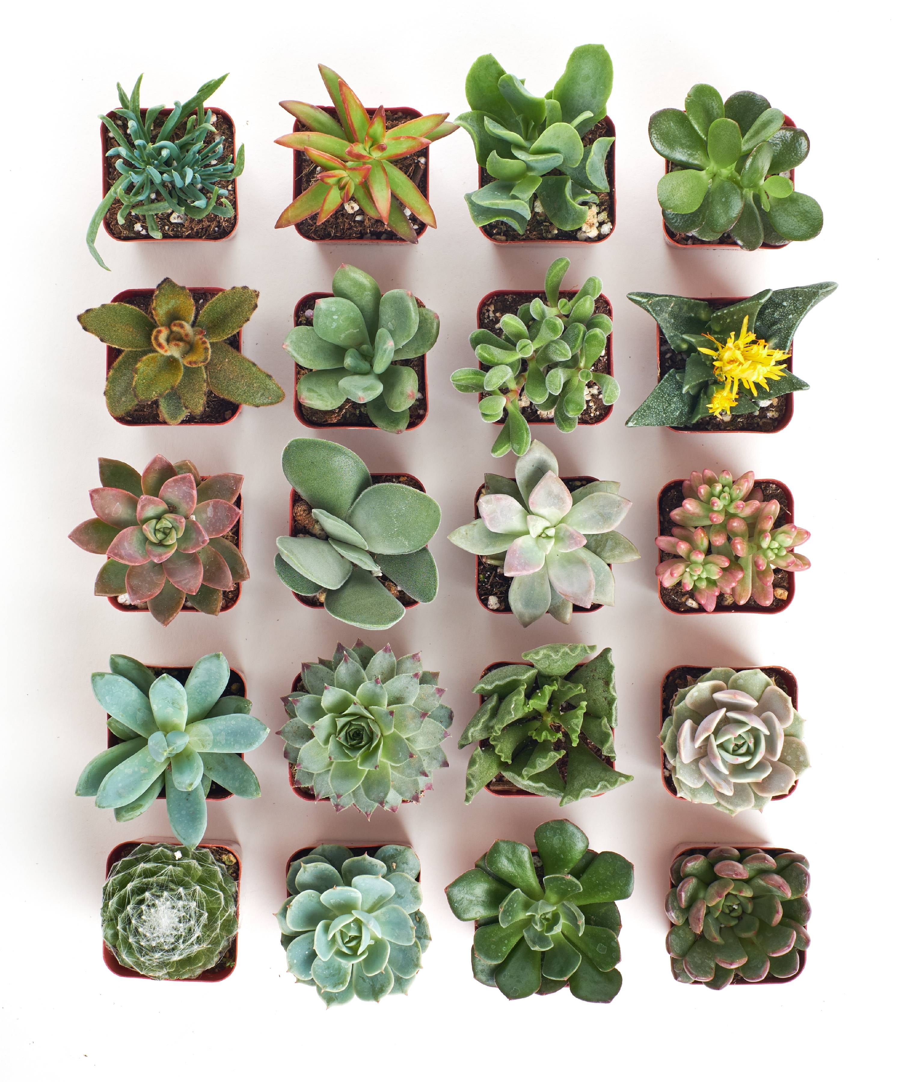 2 Inch Unique Succulent Collection (20 Pack)