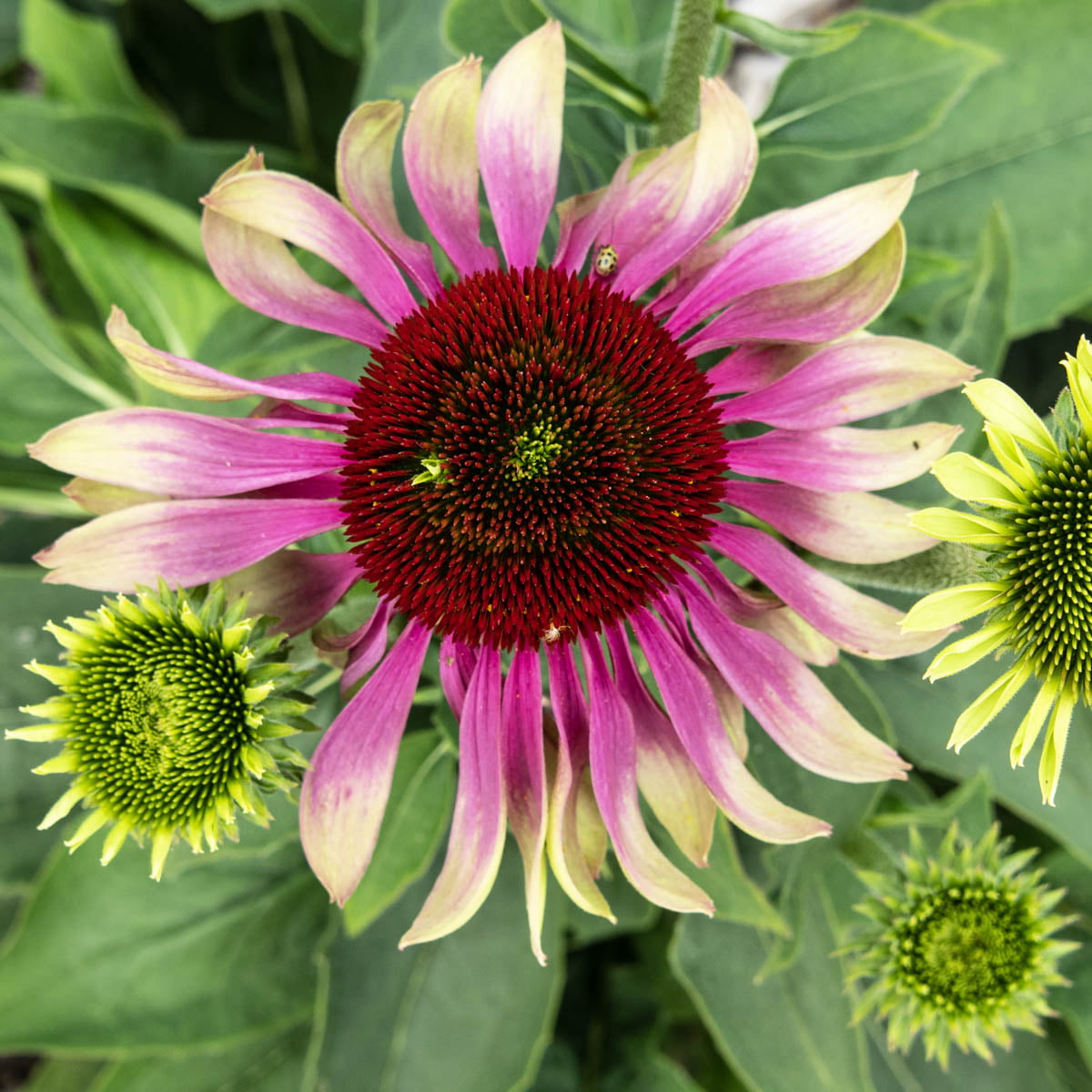 Green Twister Coneflower Dormant Bare Root Perennial Roots (3-Pack)