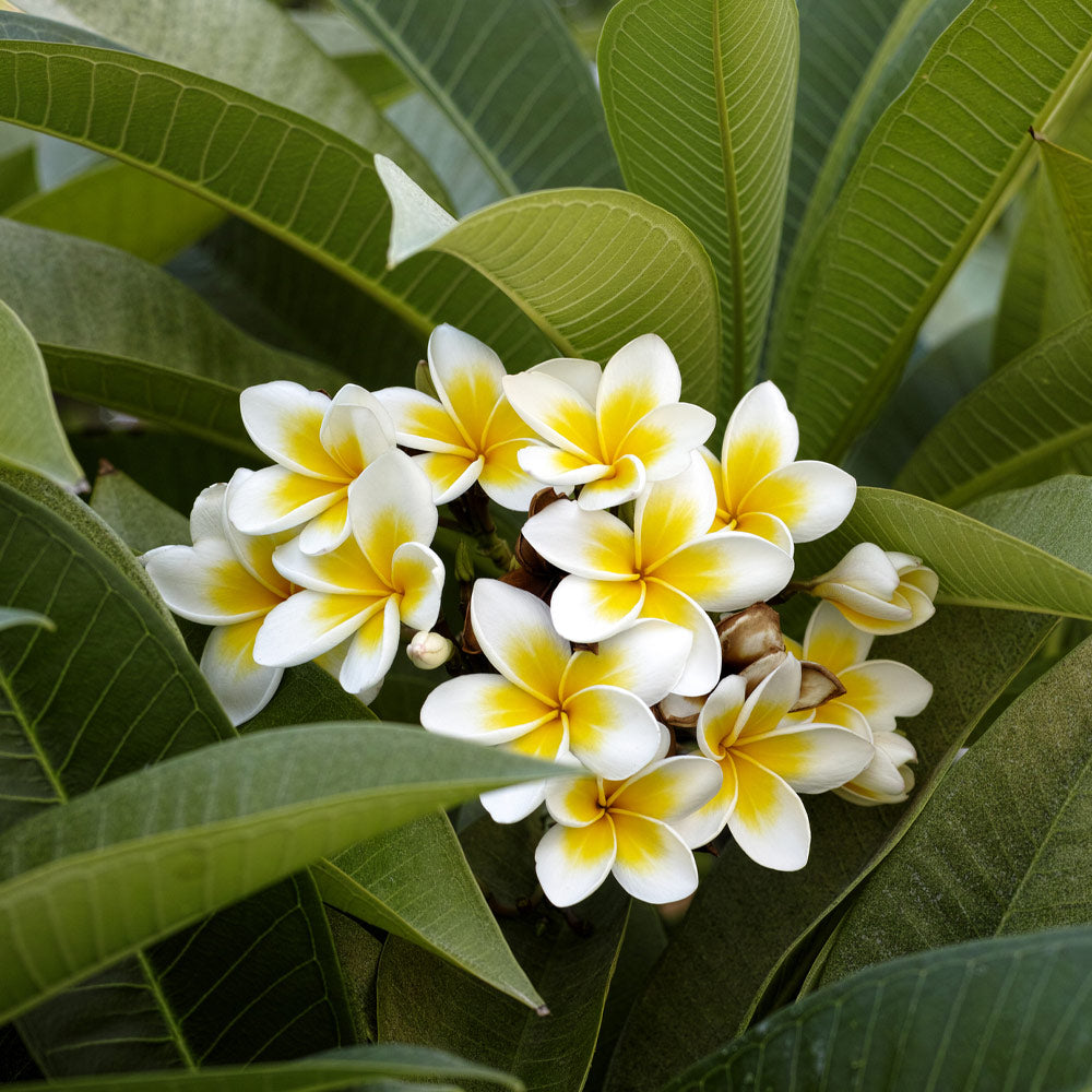 Plumeria