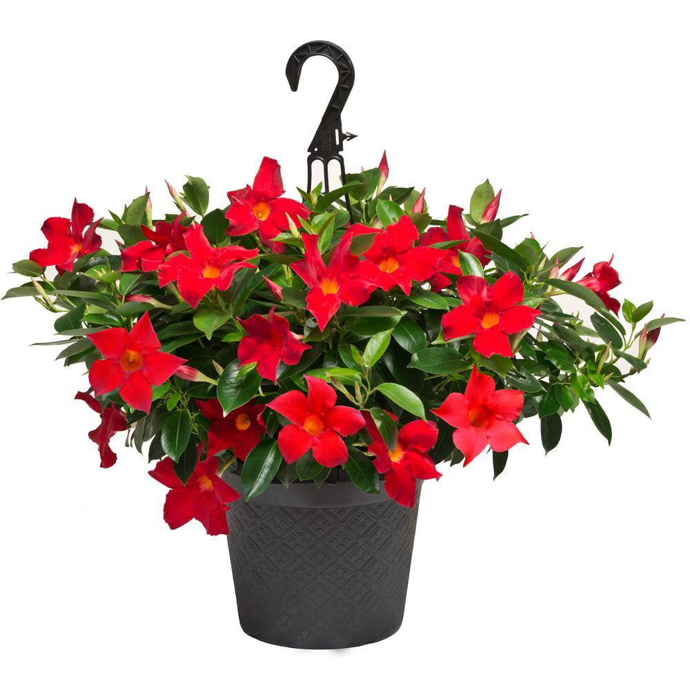 Rio 1.75 Gal. (#12)Hanging Basket Dipladenia Flowering Annual Shrub with Red Blooms 1004124223